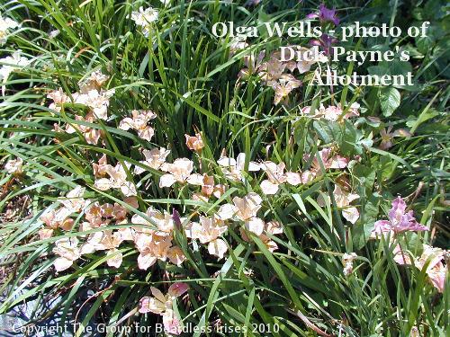 Olga Wells  - photo of Dick Payne's Allotment